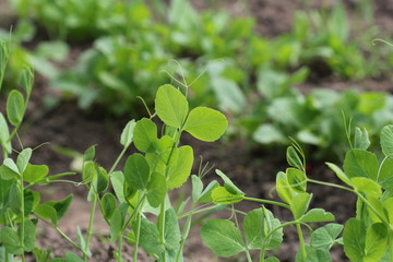 peas growing in  bed