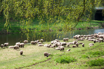 Schafherde auf einer Wiese an der Zwickauer Mulde, Sachsen, Jahreszeitlich, Frühling