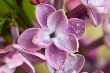 Lilac Flower with water drops close up   