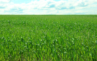 Field with green grass over blue sky background