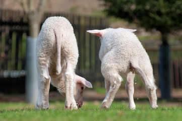 Lämmchen mit Schmunzeleffekt, 