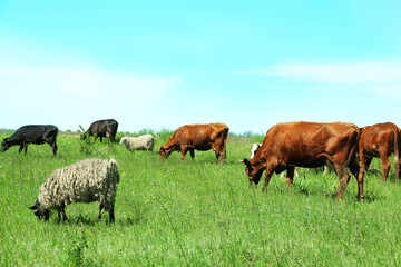 Paddock livestock in lawn
