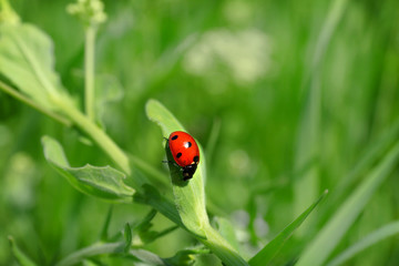 Ladybug on green leaf on blurred background