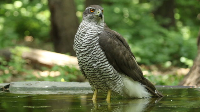 Eagle Goshawk bathing in a forest pond