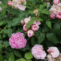 Pink garden roses