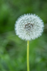 Löwenzahn, Pusteblume auf Frühlingswiese