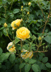 Yellow garden roses 