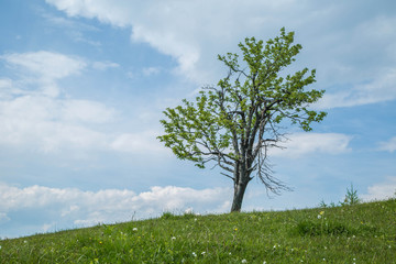 Fototapeta na wymiar einsamer Baum auf Frühlingswiese in den Alpen