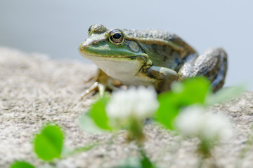 Teichfrosch