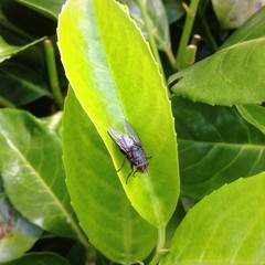 Fliege auf einem Blatt
