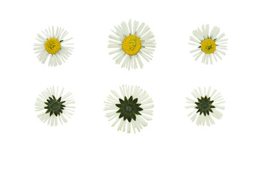 Pressed and Dried flower daisy(marguerite). Isolated on white ba