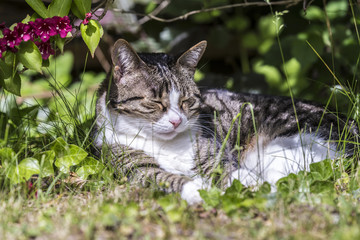 Naklejka na ściany i meble Cat lying on the grass