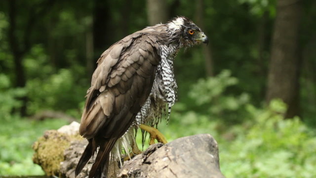 Eagle Goshawk landed on a forest tree after bathing in a pond