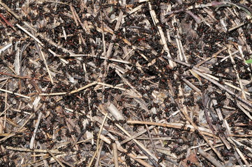 anthill