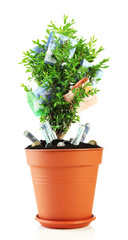 Money tree isolated on white