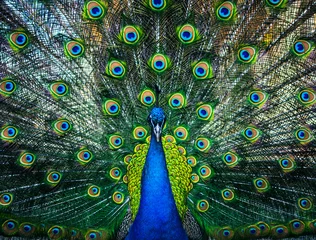 Printed kitchen splashbacks Peacock beautiful peacock