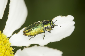 Male of Anthaxia fulgurans in natural habitat / jewel beetle