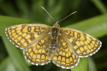 Melitaea athalia butterfly in natural habitat - close up