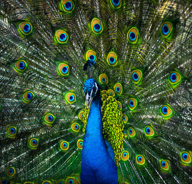 Fototapeta beautiful peacock