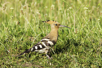 Eurasian Hoopoe in natural habitat (Upupa epops)