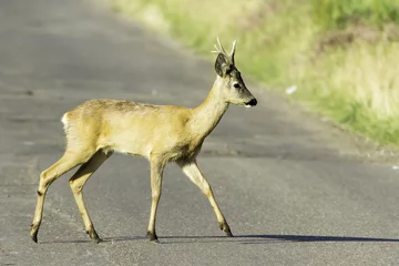 Acrylic prints Roe roe deer in natural habitat / Capreolus capreolus
