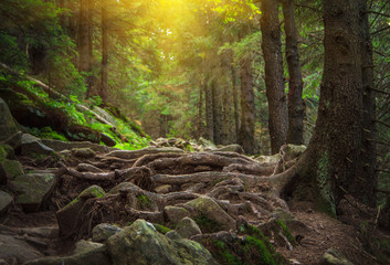 Fototapeta premium Dense mountain forest and path between the roots of trees.