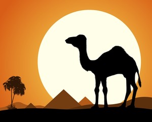 Camel in Desert.  Camel on the background of the Egyptian pyramids.