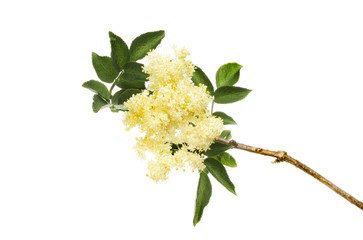 Elderflower