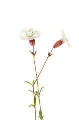 Sea campion