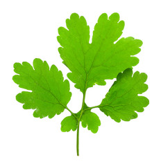 Green leaf of celandine isolated on white