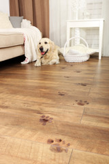 Cute Labrador and muddy paw prints on wooden floor in room