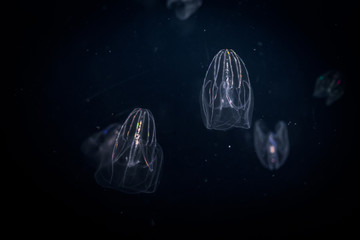 Fototapeta premium Jellyfish