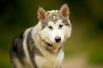 Alaskan Malamute Dog