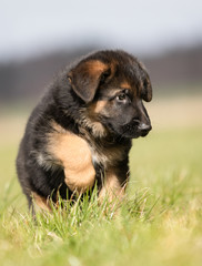 German Shepherd Puppy