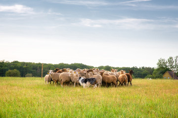 Border collie and flock of sheep