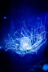Naklejka premium Jellyfish