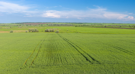 Expanse of Ukrainian agricultural fields