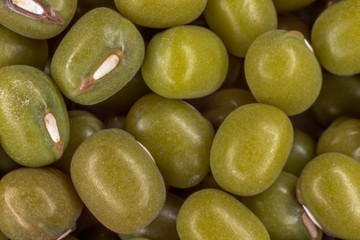 Green soya bean (Glycine max)