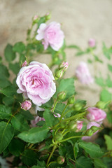 Rose rosa con boccioli