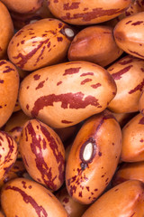 Red kidney beans (Phaseolus vulgaris)