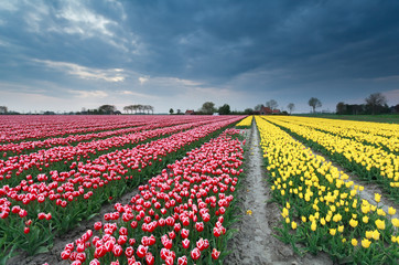 red and yellow tulip field