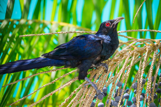 Male Asian Koel