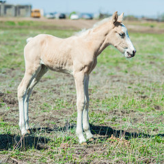 Obraz premium Little white foal