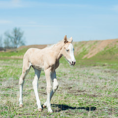 Obraz na płótnie Canvas Little white foal