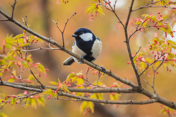 wild bird