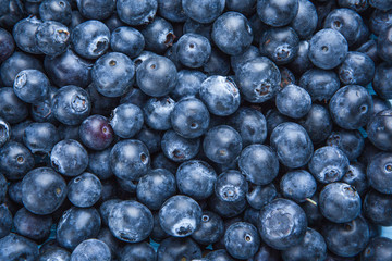fresh  blueberries