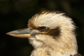 Portret van een Australische lachvogel.