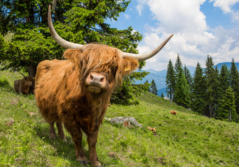 Highland Cattle In The Nocky Mountains Of Carinthia