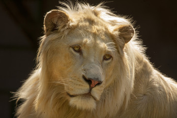 Portret jonge witte leeuw.