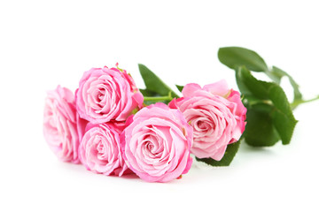 beautiful pink roses isolated on white